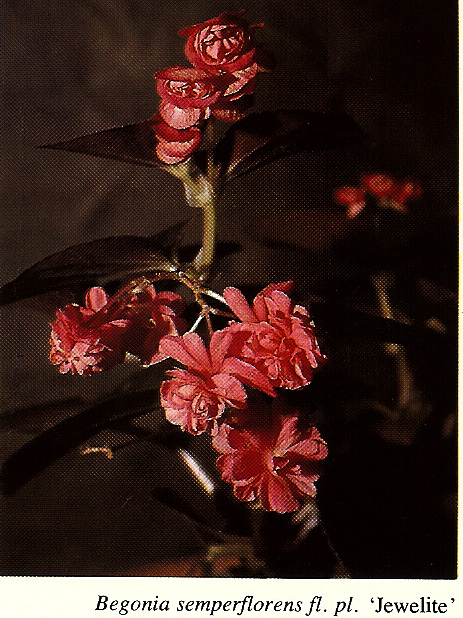 B. ‘Jewelite’